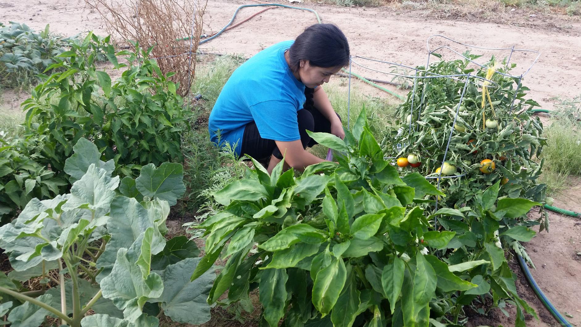 UA groups help effort to create community farm on San Carlos Apache Reservation